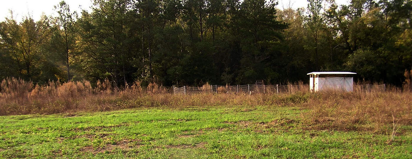 Chicken Pasture on Laughing Chicken Farm